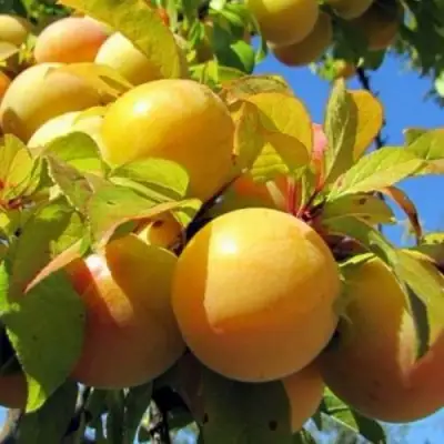 Слива МЕДОВАЯ ЖЁЛТАЯ в Новополоцке