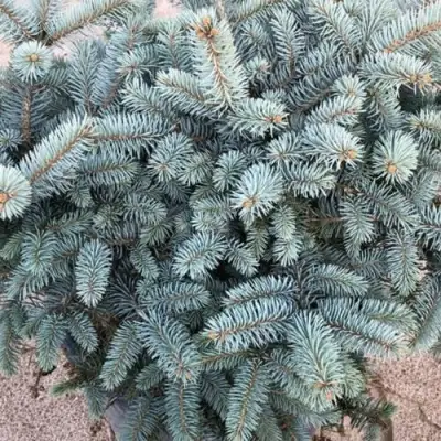 Ель ГЛАУКА колючая в Новополоцке