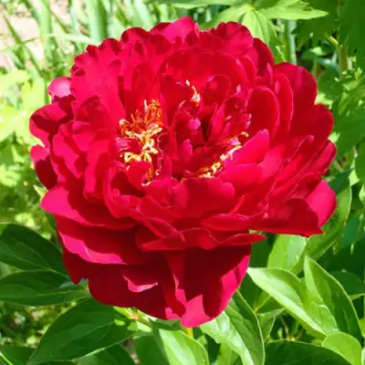 Пион ХРАБРЫЙ ВОИН травянистый в Новополоцке