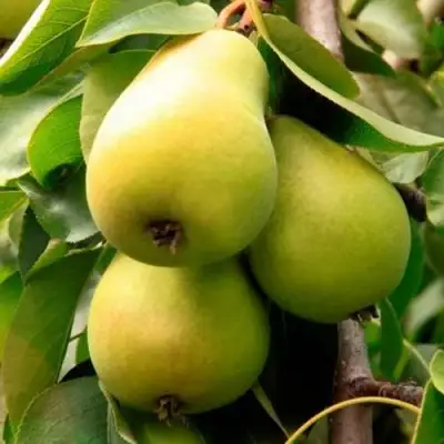 Груша НЕЖНОСТЬ колонновидная	 в Новополоцке