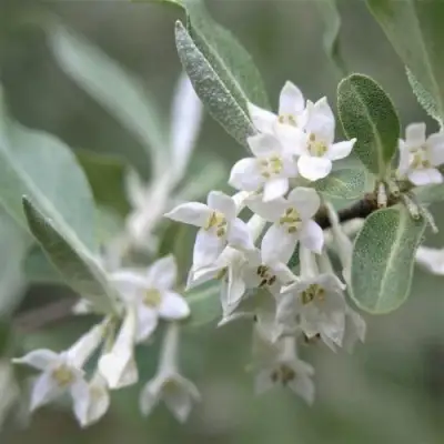ЛОХ СЕРЕБРИСТЫЙ в Новополоцке