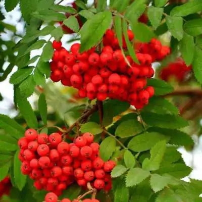 Рябина ОБЫКНОВЕННАЯ в Новополоцке