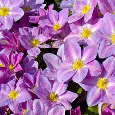 Клематис ЧЕЙНДЖ ОФ ХАРТ в Новополоцке