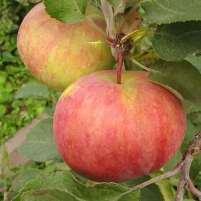 Яблоня ПЕРВОУРАЛЬСКОЕ в Новополоцке