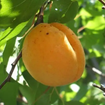 Абрикос ОРЛОВЧАНИН  в Новополоцке