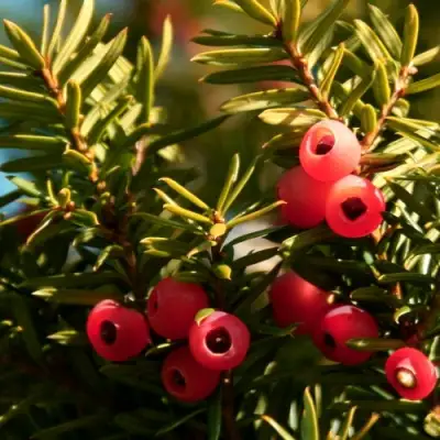 Тис ЭЛЕГАНТИССИМА ягодный в Новополоцке