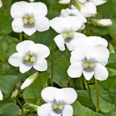 Фиалка АЛЬБИФЛОРА сестринская в Новополоцке