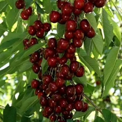 Черешня ХЕЛЕНА колоновидная в Новополоцке