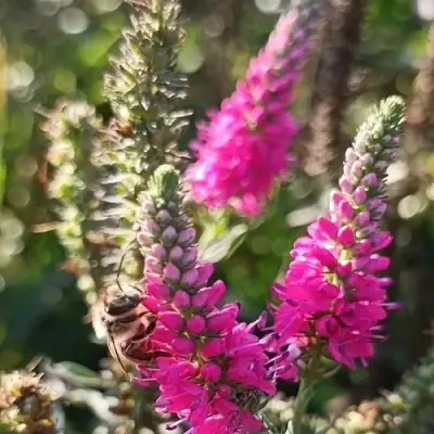 Вероника РОЗЕА колосковая в Новополоцке