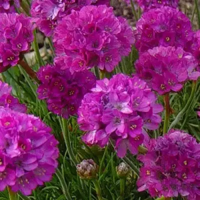 Армерия МОНИНГ СТАР ДИП РОУЗ в Новополоцке