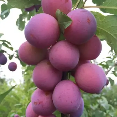 Слива ИМПЕРИАЛ колонновидная в Новополоцке