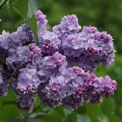 Сирень КАТЕРИНА ХАВЕМЕЙЕР в Новополоцке