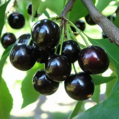 Вишня РОССОШАНСКАЯ ЧЕРНАЯ в Новополоцке