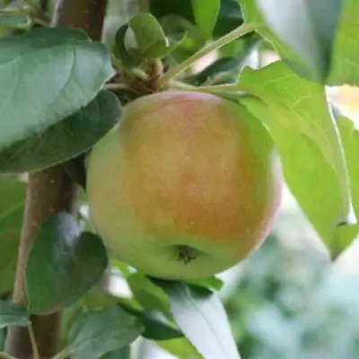 Яблоня ПОДСНЕЖНИК стелющаяся в Новополоцке