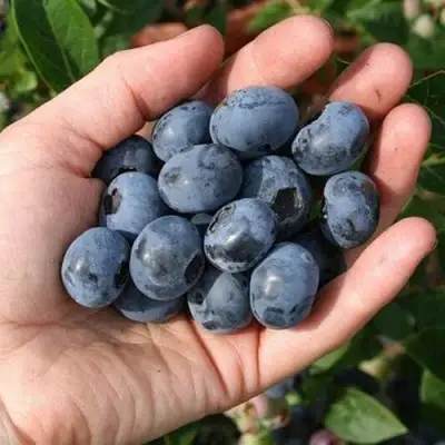 Голубика ПАТРИОТ в Новополоцке