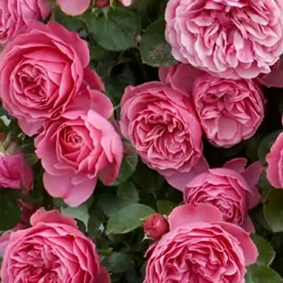 Роза ЛЕОНАРДО ДА ВИНЧИ флорибунда в Новополоцке