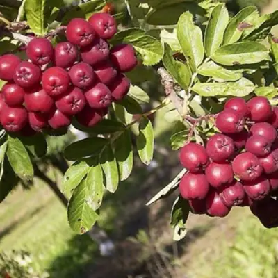 Рябина БУРКА сладкоплодная в Новополоцке