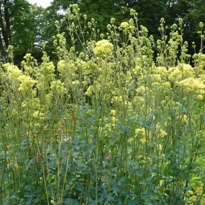 Василистник ГЛАУКУМ желтый в Новополоцке