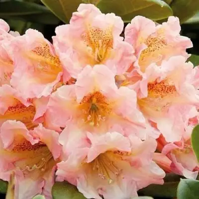 Рододендрон ФЛАУТАНДО в Новополоцке