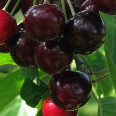 Черешня ВАЛЕРИЙ ЧКАЛОВ в Новополоцке