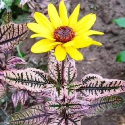 Гелиопсис САММЕР ПИНК в Новополоцке