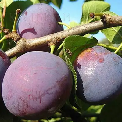 Слива СТАРТОВАЯ в Новополоцке