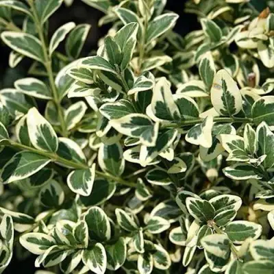 Бирючина ВАРИЕГАТУМ овальнолистная в Новополоцке