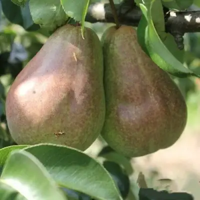 Груша БРЯНСКАЯ КРАСАВИЦА в Новополоцке