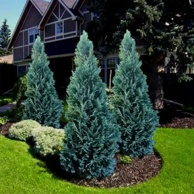 Кипарисовик ВАН ПЕЛЬТС БЛЮ лавсона в Новополоцке