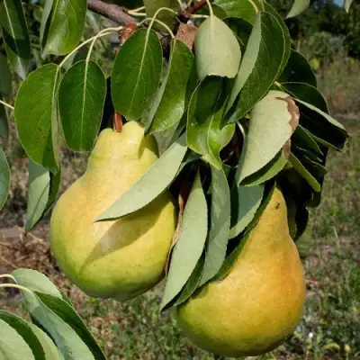 Груша ДЮШЕС ЛЕТНИЙ в Новополоцке