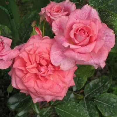 Роза ПЬЕР КАРДЕН чайно-гибридная в Новополоцке