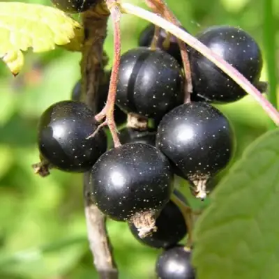 Смородина чёрная ПАМЯТЬ ВАВИЛОВА в Новополоцке