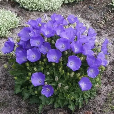 Колокольчик САНТА карпатский в Новополоцке