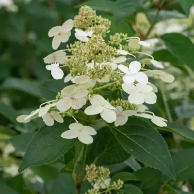 Гортензия ПРИМ ВАЙТ метельчатая в Новополоцке