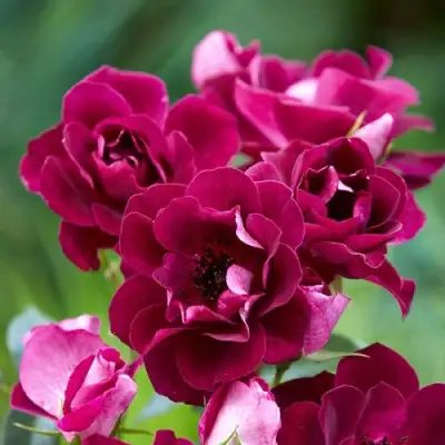 Роза БУРГУНДИ АЙС флорибунда в Новополоцке