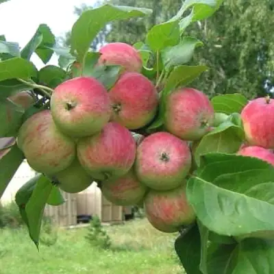 Яблоня ГРУШОВКА МОСКОВСКАЯ в Новополоцке