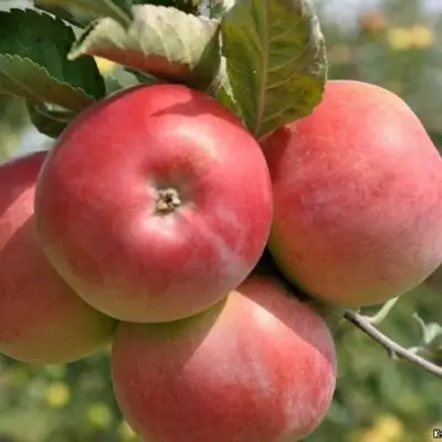 Яблоня ВЭМ-РОЗОВЫЙ в Новополоцке