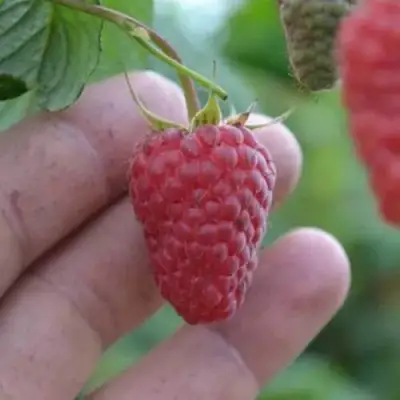 Малина КОРПИКО в Новополоцке