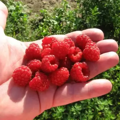 Малина БАЛЬЗАМ в Новополоцке