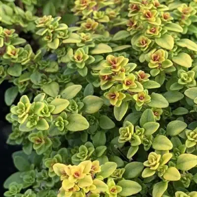 Тимьян АРЧЕРЗ ГОЛД в Новополоцке