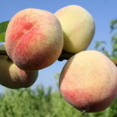 Персик ДОНЕЦКИЙ БЕЛЫЙ в Новополоцке