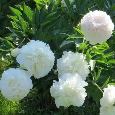 Пион МУН ОВЕР БАРРИНГТОН травянистый в Новополоцке