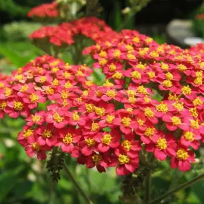 Тысячелистник ПАПРИКА обыкновенный в Новополоцке