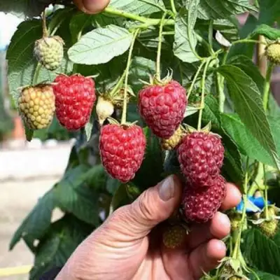 Малина ПОЛЕСЬЕ в Новополоцке