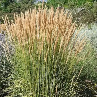 Вейник АВАЛАНШ остроцветковый в Новополоцке