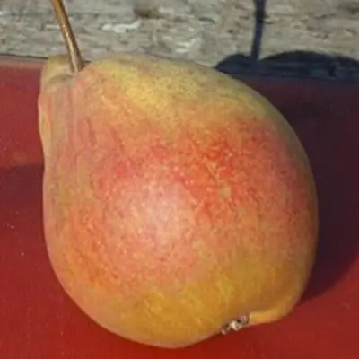 Груша ТАТЬЯНА в Новополоцке