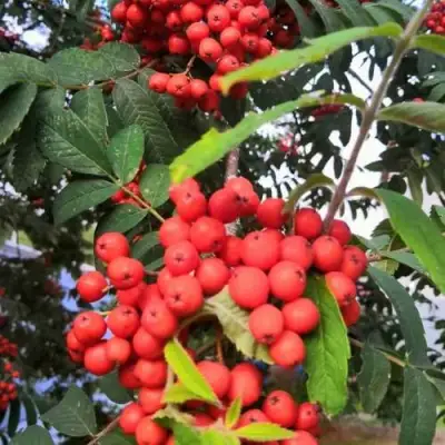 Рябина НЕВЕЖИНСКАЯ сладкоплодная в Новополоцке