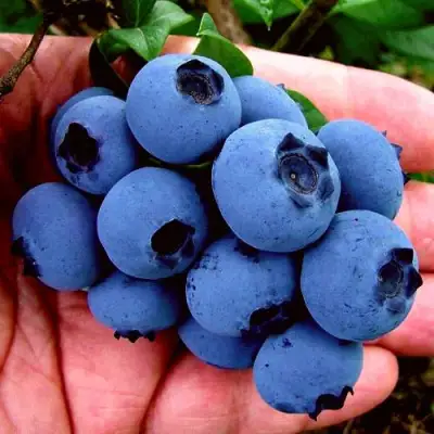 Голубика РЕКА в Новополоцке