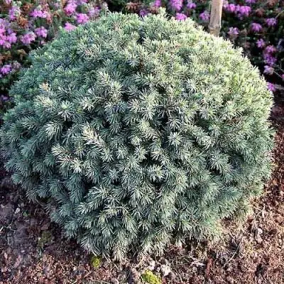 Ель ЭХИНИФОРМИС сизая в Новополоцке