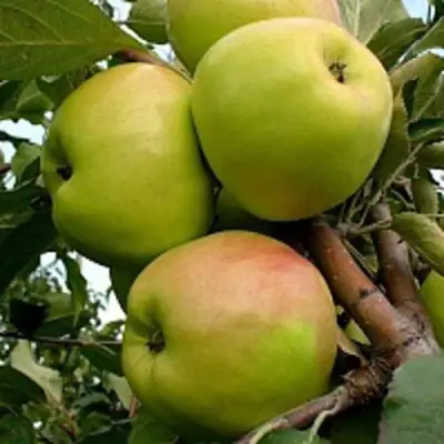 Яблоня БРАТ ЧУДНОГО стелющаяся в Новополоцке